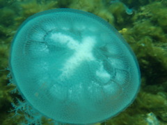 Pseudorhiza haeckeli