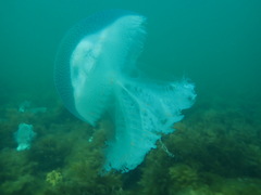 Pseudorhiza haeckeli