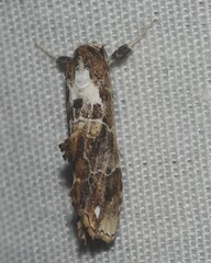 Arrade leucocosmalis