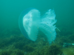 Pseudorhiza haeckeli