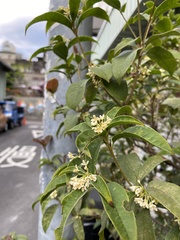 Osmanthus fragrans