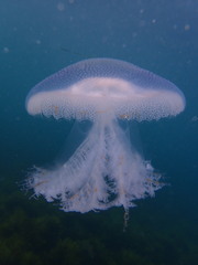 Pseudorhiza haeckeli