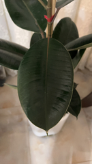 Ficus elastica