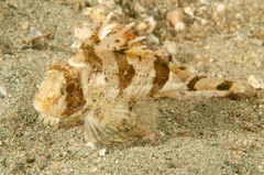 Centropogon australis