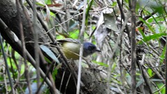 Dysithamnus mentalis