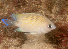 Mecaenichthys immaculatus