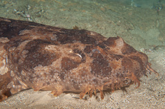 Orectolobus halei