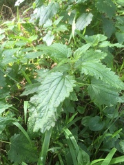 Urtica incisa