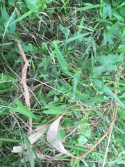 Calystegia marginata