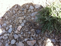 Phoenicolacerta kulzeri