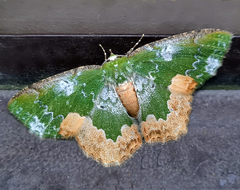 Eucyclodes albisparsa