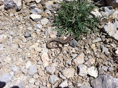 Phoenicolacerta kulzeri