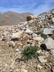 Phoenicolacerta kulzeri