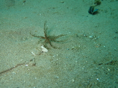 Crinoidea