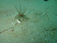 Crinoidea