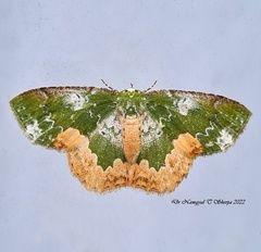 Eucyclodes albisparsa