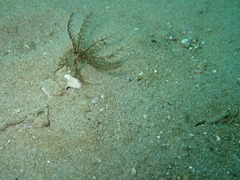 Crinoidea