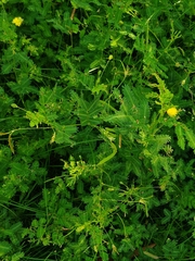 Neptunia plena