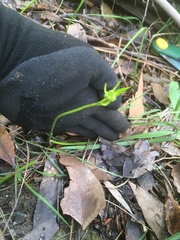 Burchardia umbellata