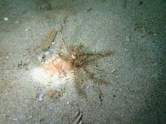 Crinoidea