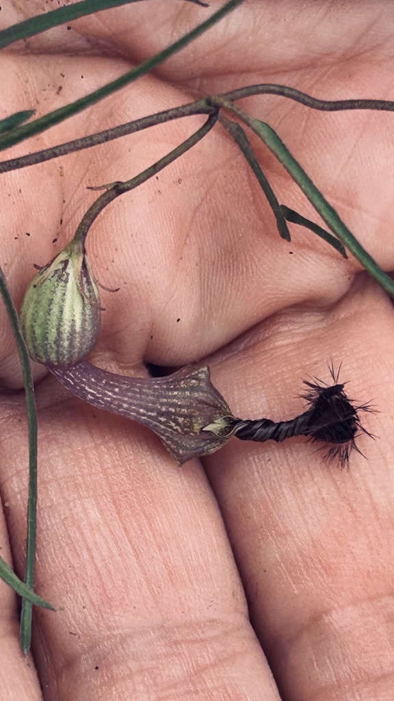 Ceropegia barbata, Stilbaai-Wes, Still Bay, WC, ZA