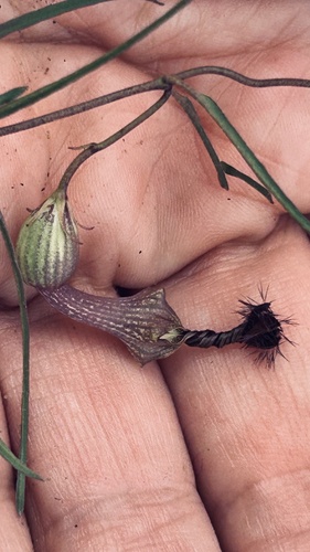Ceropegia barbata