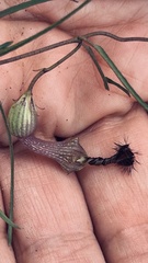 Ceropegia barbata