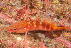 Hypoplectrodes maccullochi