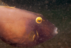 Eubalichthys bucephalus