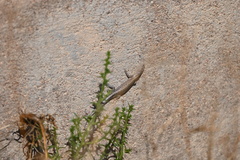 Cryptoblepharus pannosus