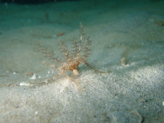 Crinoidea
