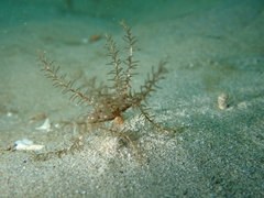 Crinoidea