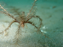 Crinoidea
