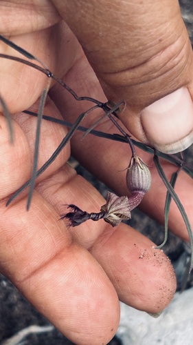 Ceropegia barbata