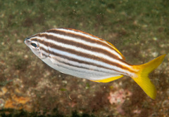Atypichthys strigatus