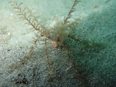 Crinoidea