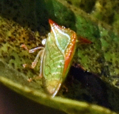 Stictolobus borealis