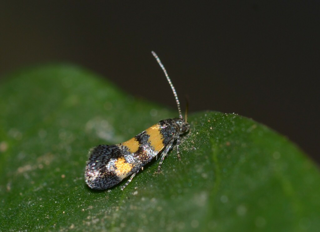 Chrysoesthia eppelsheimi