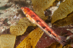 Eupetrichthys angustipes