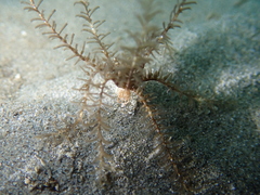 Crinoidea