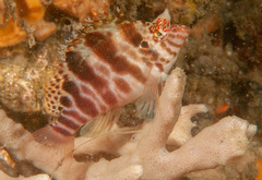 Cirrhitichthys aprinus