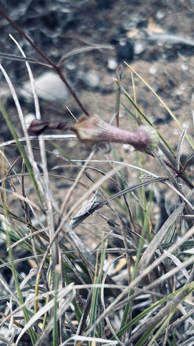 Ceropegia barbata