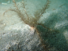 Crinoidea