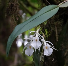 Trichopilia fragrans