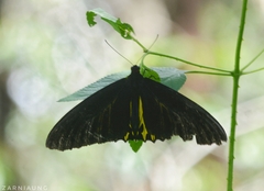 Troides helena cerberus