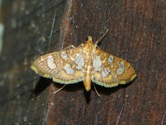 Nausinoe quadrinalis