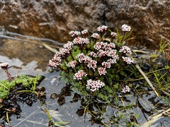 Crassula setulosa