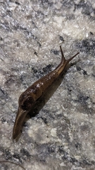 Helicarioninae