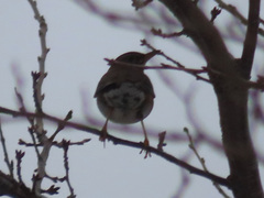 Turdus chrysolaus