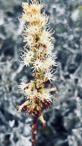 Curlyspur Hair Orchid (Holothrix schlechteriana)